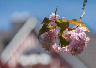 Japanische Zierkirche- Frühling auf Fehmarn