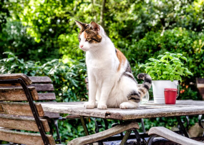 Katzen erlaubt: Bringen Sie Ihr Haustier mit in den Urlaub nach Fehmarn!