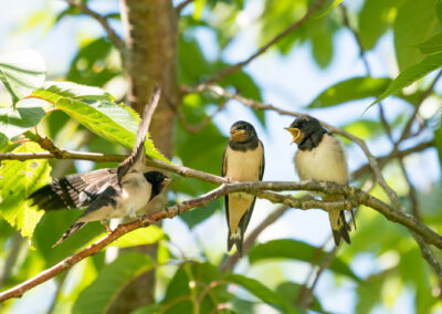 Schwalben im Sommer: Entspannung in der Natur - Ferienhof Weiland auf Fehmarn