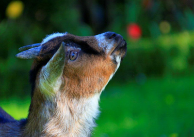 Urlaub auf dem Bauernhof Weiland in Dänschendorf auf Fehmarn